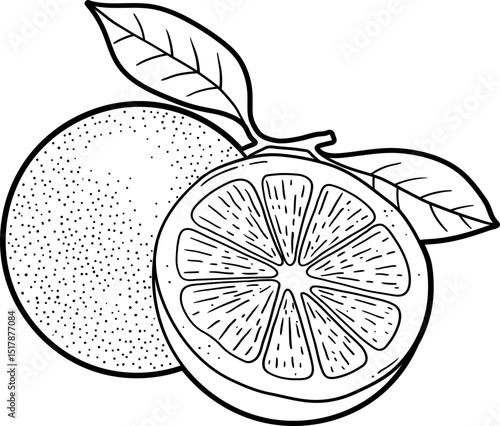 Orange fruit lineart black clipart design illustration