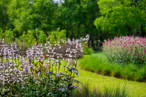 Green garden landscape with white penstemon (Penstemon laevigatus) flowers in full bloom in early summer (Suncheon National Garden, South Korea)