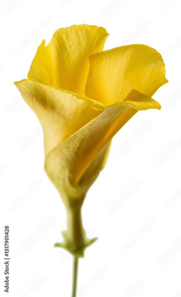 Fototapeta premium Yellow oleander flower