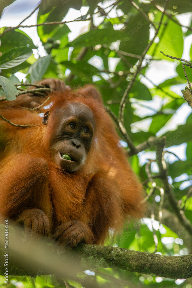 Fototapeta premium funny baby orangutan