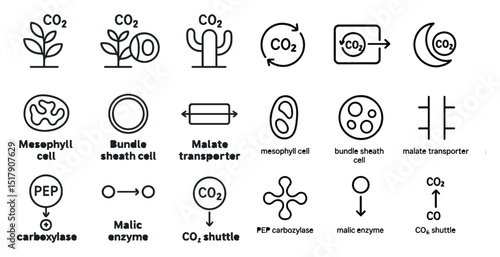 Photosynthesis cycle icons for educational and scientific design projects