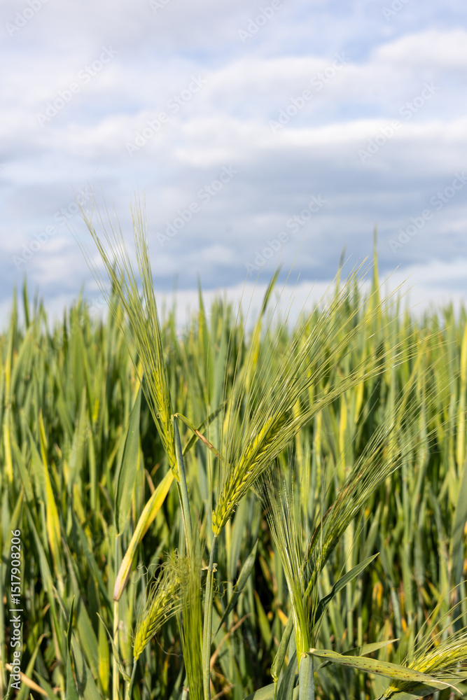 Obraz premium Green barley ears growing in field under cloudy sky.
