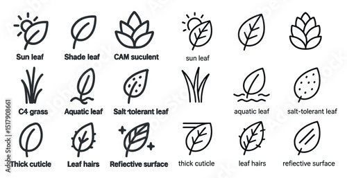 Plant adaptations and leaf types for various environments and functions