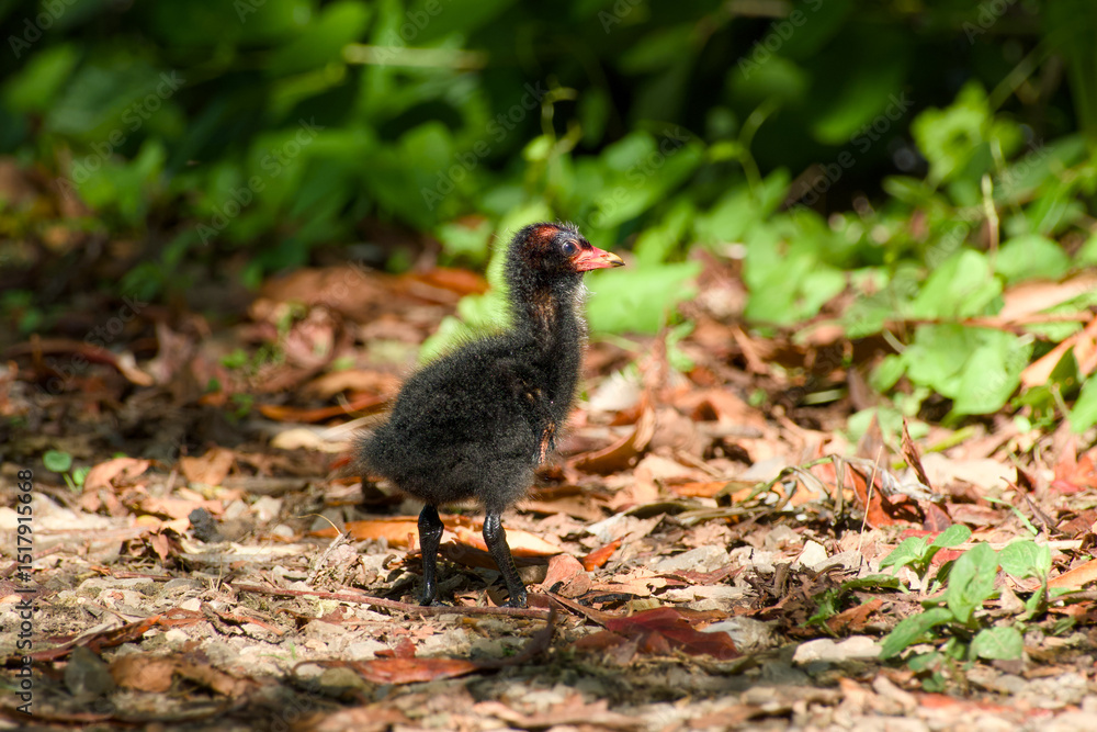 common moorhen chick standing on the ground close-up common moorhen chick standing on the ground close-up