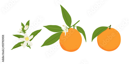 Set with orange flower, orange on a branch and whole orange . Flat vector orange set.	