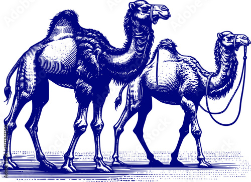 Hand drawing camel. camel in desert. Camel cartoon vector. camel in desert. Hand drawing camel line art vector. walking camel. Standing camel