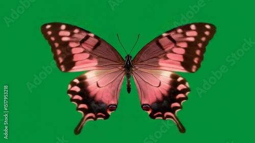 Pink butterfly against green background
