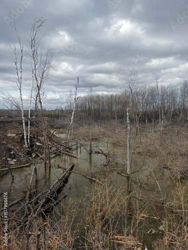 A gloomy mysterious swamp, a gray cloudy day. Thin broken trees grow in dirty, dark water. Mysty forest somewhere in Eastern Europe.