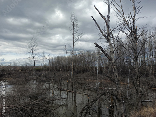 A gloomy mysterious swamp, a gray cloudy day. Thin broken trees grow in dirty, dark water. Mysty forest somewhere in Eastern Europe.