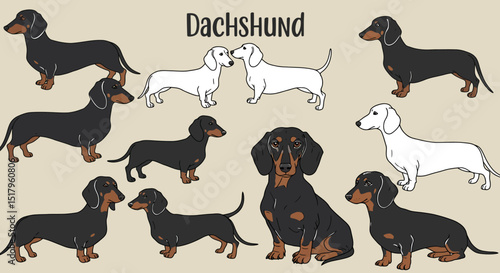 Collection of Illustrated Dachshund Dogs in Various Poses and Colors