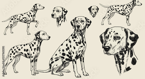 Handdrawn illustrations of Dalmatian dogs in various poses and headshots