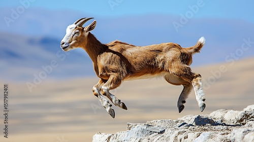 Young goat leaps over rocks