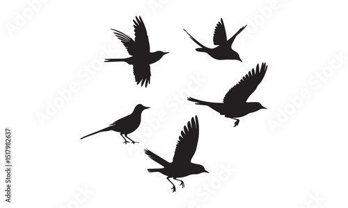 silhouettes of birds