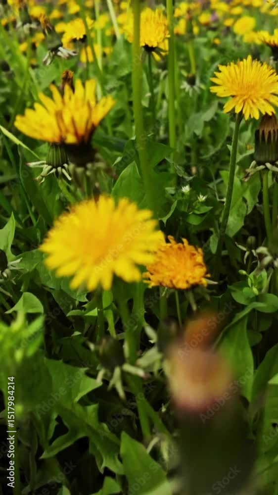 Dandelions field revealed with slow upward camera tilt movement in spring Dandelions field revealed with slow upward camera tilt movement in spring