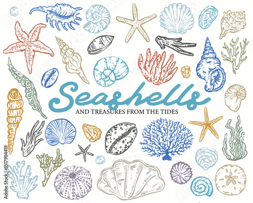 Seashells Whimsical style, hand-drawn vector illustration Collection