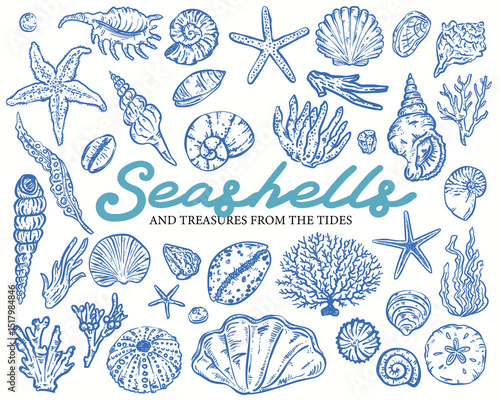 Seashells Whimsical style, hand-drawn vector illustration Collection