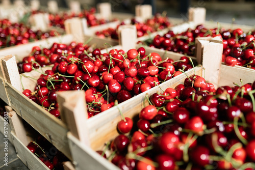 Fresh cherries collected in wooden crates at a bustling marketplace during summer harvest season