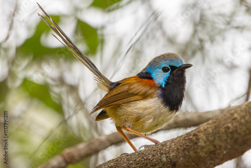 A male Variegated Fairywren perched on a branch