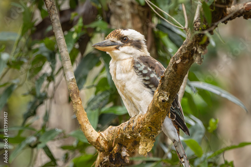 A Laughing Kookaburra perched in a tree
