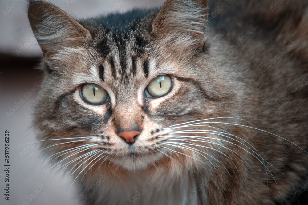 Fototapeta premium portrait of a cat