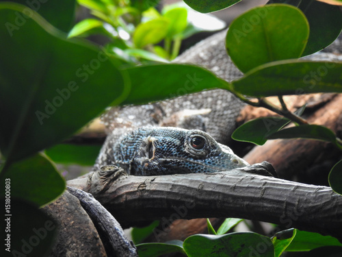 Lizard on a tree
