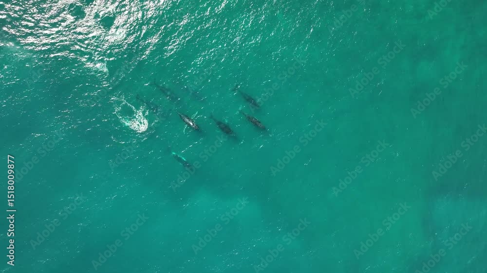 Aerial Drone Shot of Whale Pod off Ningaloo Reef, Western Australia Aerial Drone Shot of Whale Pod off Ningaloo Reef, Western Australia