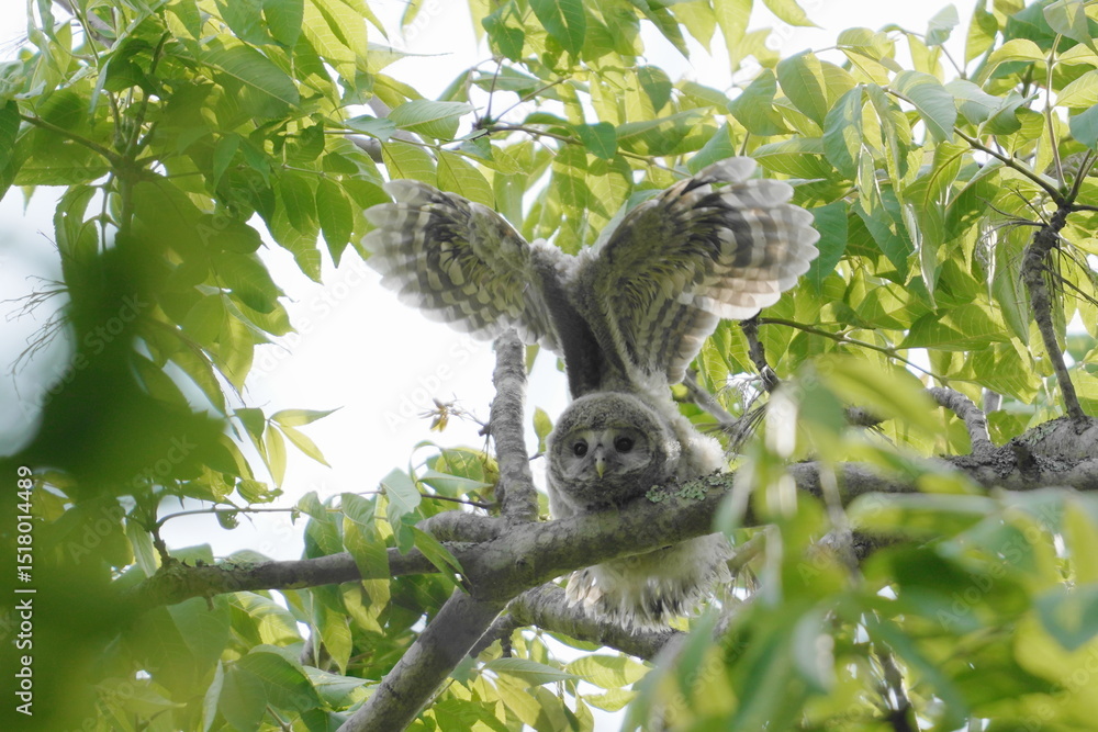 Obraz premium エンジェルポーズをするエゾフクロウの幼鳥