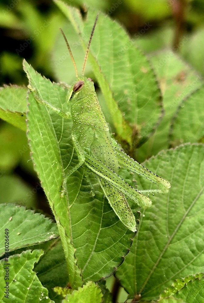 Green Cricket on Camouflaged Leaves Green Cricket on Camouflaged Leaves
