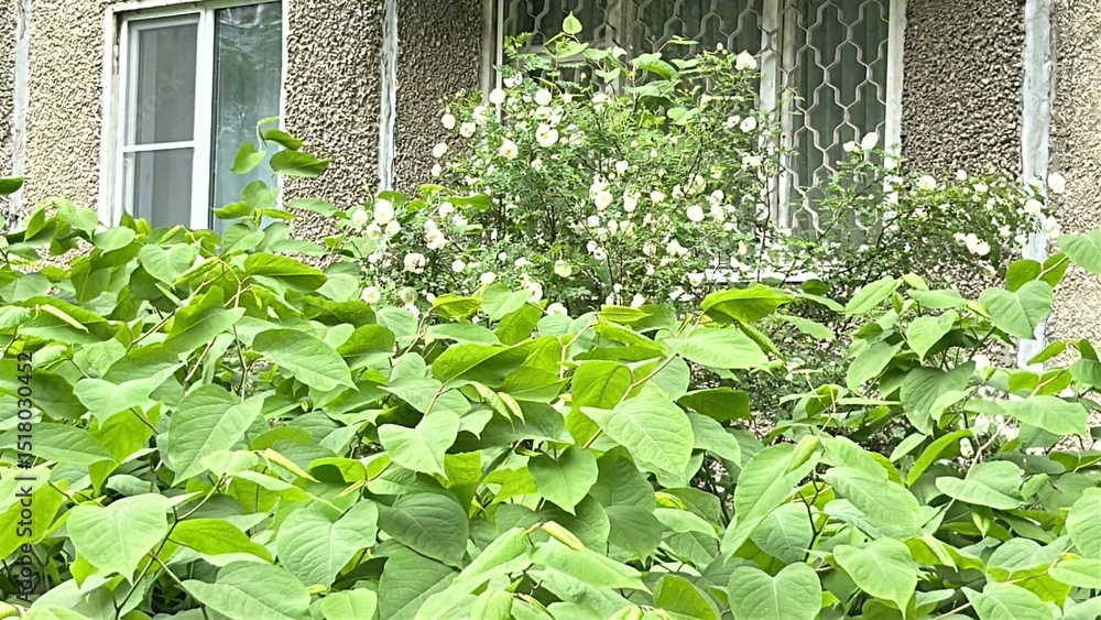 Fototapeta premium Green leaves and blooming flowers in summer garden by window 