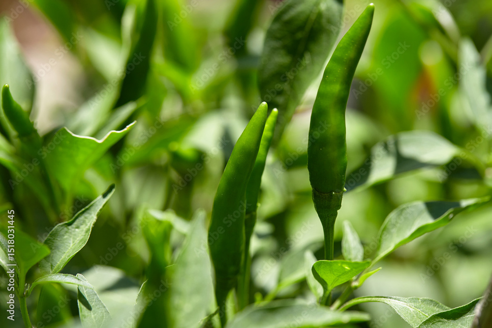 Fototapeta premium Close-up view of green chili peppers on plant