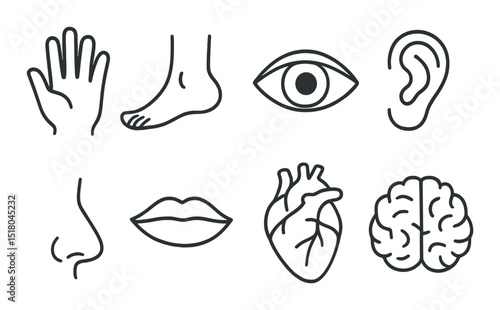 Human senses set. body parts linear icons. hand, foot, eye, ear, nose, lips, heart, brain vector icons.