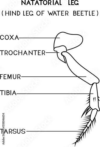 Coloring page with structure of natatorial leg (hind leg of water beetle) for biology lesson