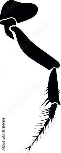 Fotografija Black silhouette of natatorial leg (hind leg of water beetle) isolated on white