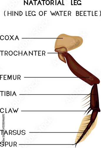Fotografija Structure of natatorial leg (hind leg of water beetle) for biology lesson
