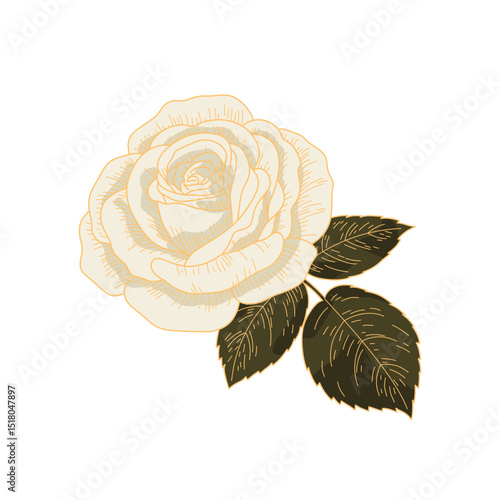 Vintage White Rose with Leaves. Hand Drawn Botanical Floral Vector Illustration.