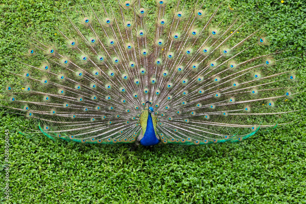 Obraz premium a peacock with feathers out