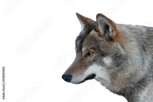 Wallpaper Mural portrait gray wolf  isolated on white background Torontodigital.ca