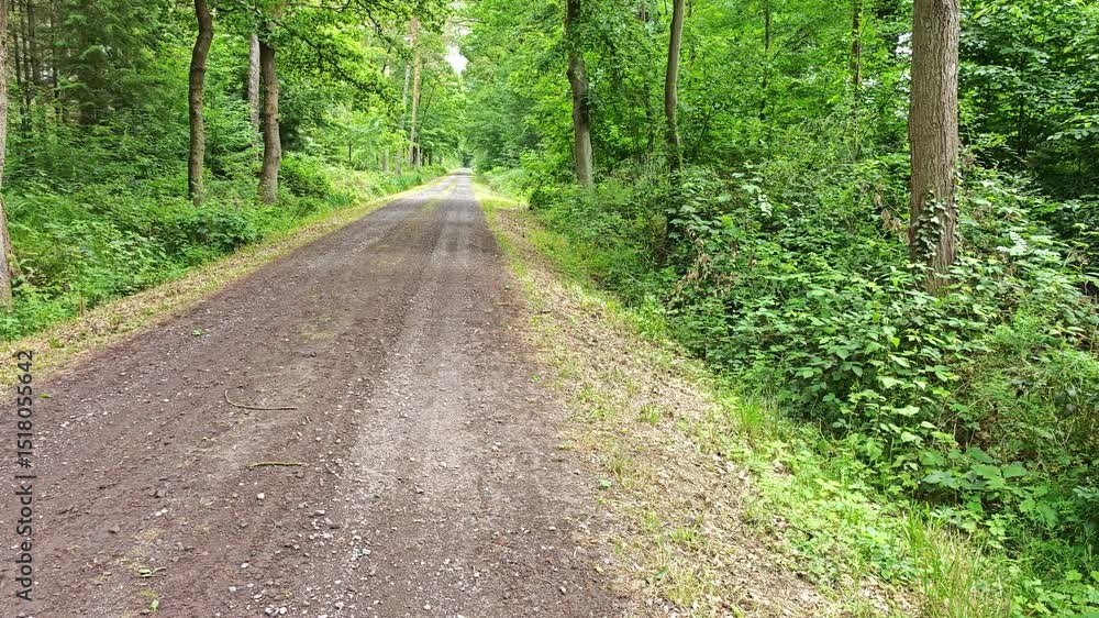 Spring in the Forest with a Gravel Road 4K Slow Motion Spring in the Forest with a Gravel Road 4K Slow Motion