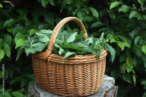 Stinging nettles Urtica dioica cut into pieces inside a basket in the garden. Nettle can be used as a medicine and for healthy cooking.