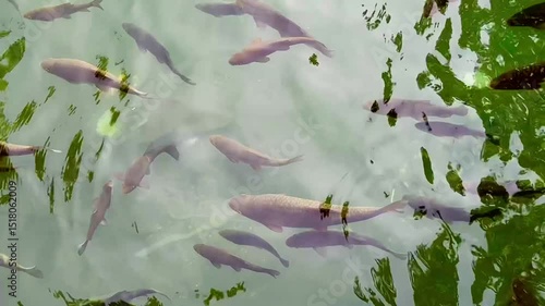 Sacred fish in the Balikligol fish pond. This is a sacred site for muslims and birth place of prophet Abraham.