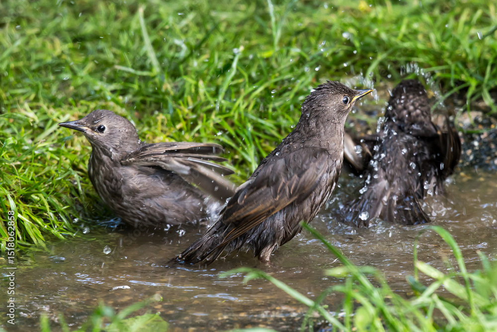 Obraz premium Star Nachwuchs geniest das erste Bad im Frühling