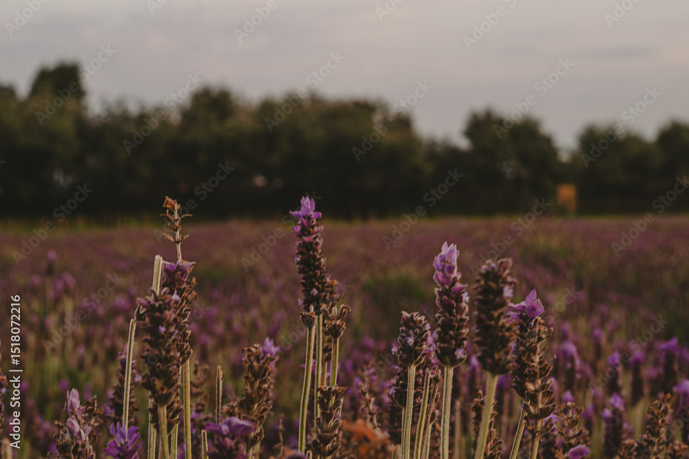 Obraz premium field of lavender