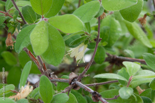 Wallpaper Mural Small honeysuckle fruits on a branch among the green fluffy leaves and stems. Young honeysuckle in the spring season. Torontodigital.ca