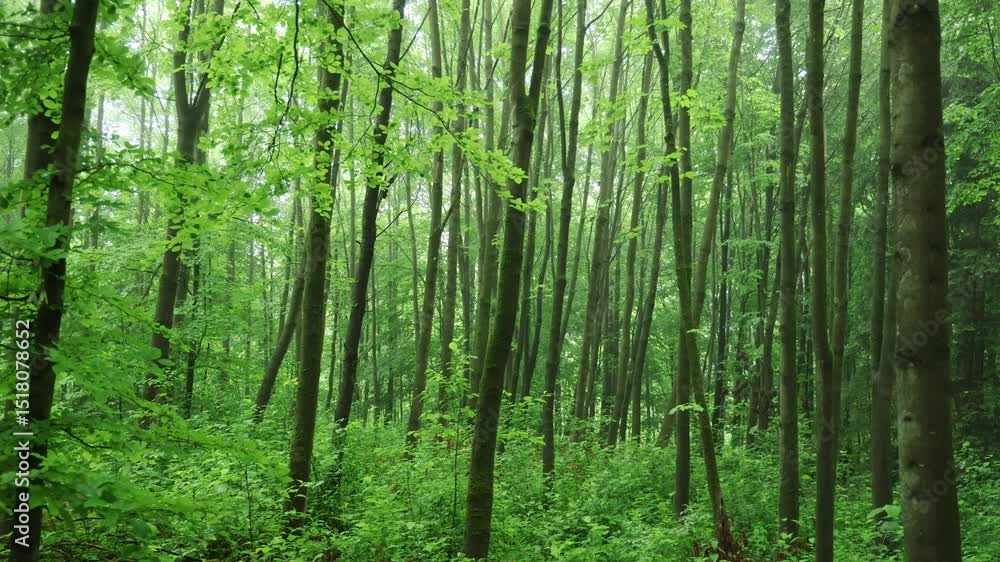 Dense forest with lush green foliage, tall trees, and dappled sunlight filtering through the canopy. Parallax shooting with video slider. Dense forest with lush green foliage, tall trees, and dappled sunlight filtering through the canopy. Parallax shooting with video slider.