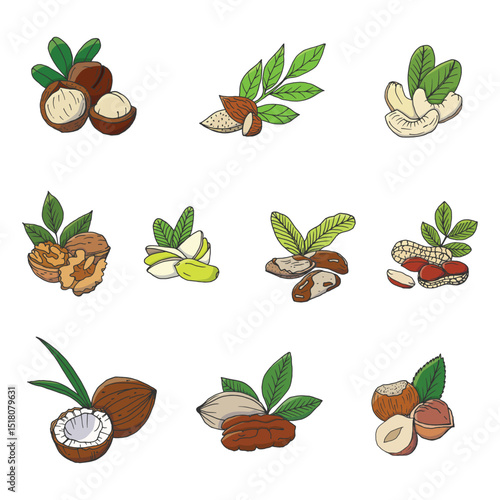 Variety of Nut and Seed Vector Illustrations with Leaves
