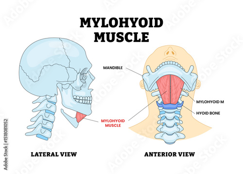 Mylohyoid Muscle Bone Skull Head Anatomy Structure Diagram with Lateral and Anterior View, Educational Medical Poster Design Healthcare Scheme, Labeled Role in Neck and Mouth Structure.