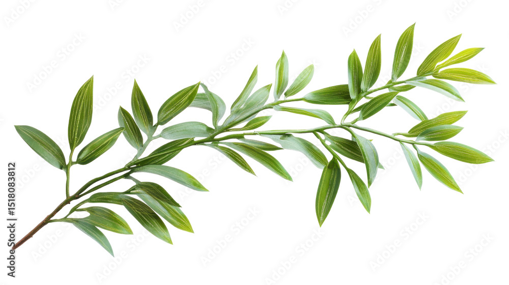 Obraz premium palm tree branch with green leaves on white background
