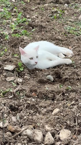 White Cat playing and scratching her back on the ground