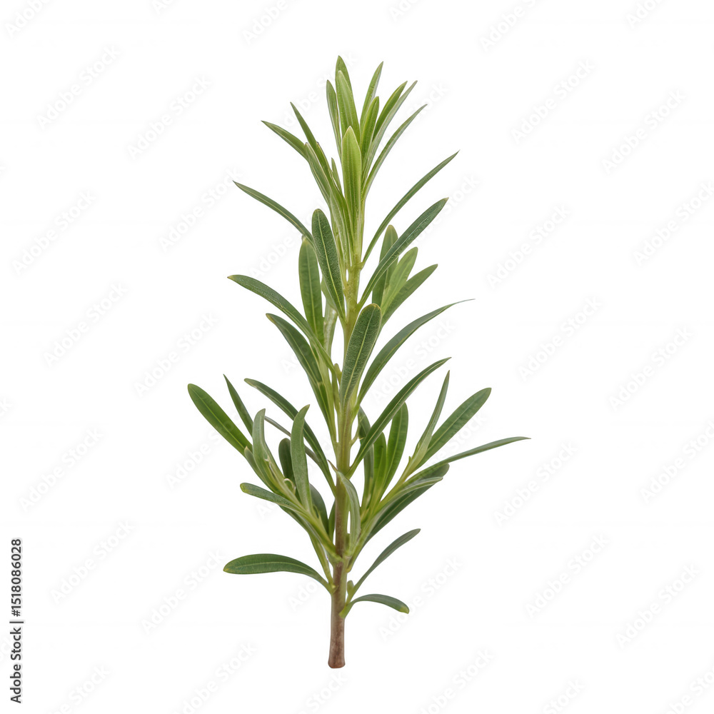 Fototapeta premium Fresh green rosemary sprig, vibrant aromatic herb with slender leaves, perfect for culinary dishes and garnishing. Isolated on white background or PNG