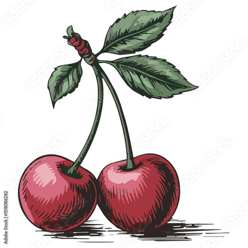 vector illustration of cherry
